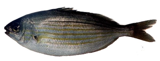 Sarpa salpa_10.jpg